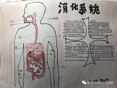 关于人体消化系统手抄报 手抄报简单又好看