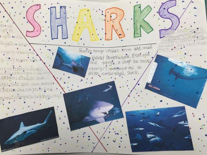 关于拯救鲨鱼的英语手抄报新年的英语手抄报