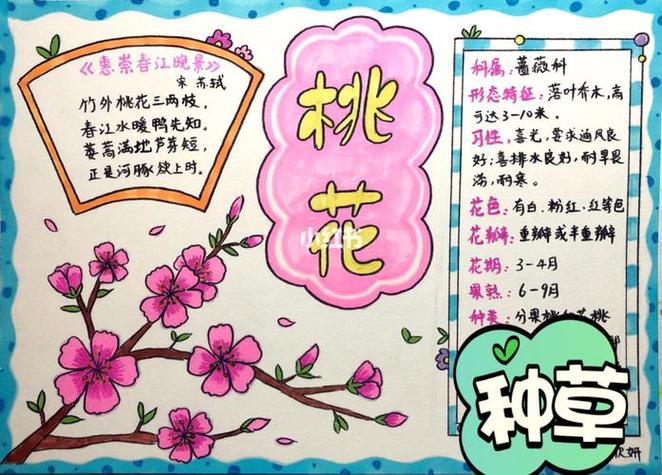 桃花手抄报怎么画