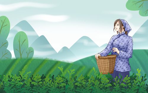 采茶女采茶原创插画海报茶文化采茶采茶春茶卡通谷雨手抄报蓝色 采茶女采茶原创插画海报茶文化采茶采茶春茶卡通谷雨手抄报蓝色