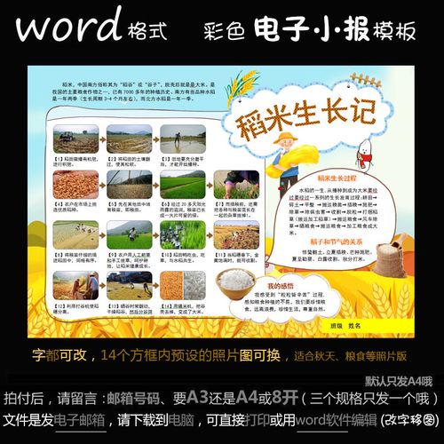 z115电子手抄报word模版植物简报粮食水稻生长过程小报稻米成长记