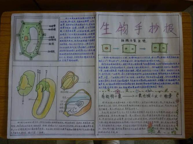 生物手抄报内容材料手抄报黑板报零二七艺考