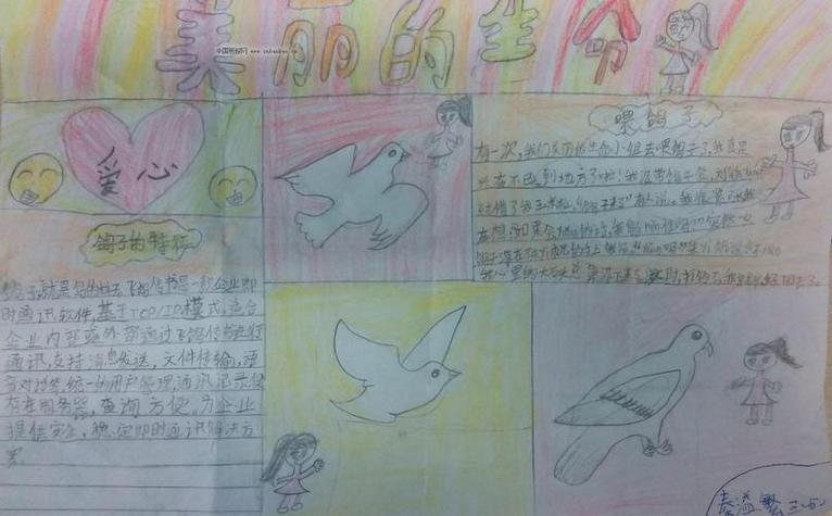 《彩虹鸽》手抄报 手抄报简单又漂亮关于白鸽七班的手抄报 手抄报简单