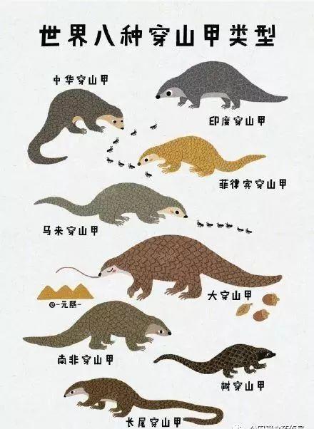 穿山甲的自述手抄报手抄报简单又好看