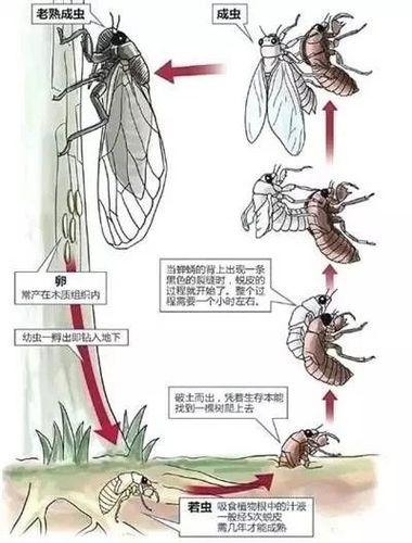 关于蝉的一生手抄报 蚕的一生手抄报