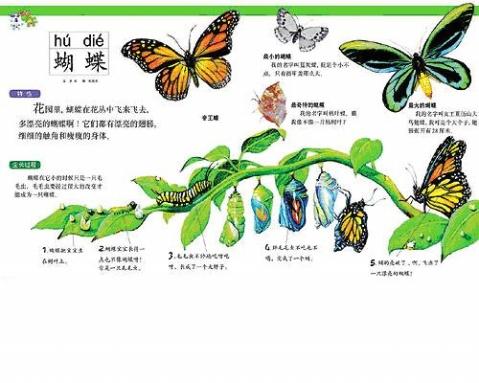 蝴蝶生长过程组图百度知道蝴蝶的蜕变过程手抄报平面广告素材免费下载