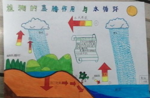 科尔沁实验初中七年级十四班 生物第四期手抄报主题《蒸腾作用与水