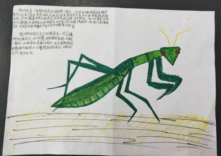 读经典名著 绘奇妙昆虫 336班 337班 338班 339班《昆虫记》手抄报