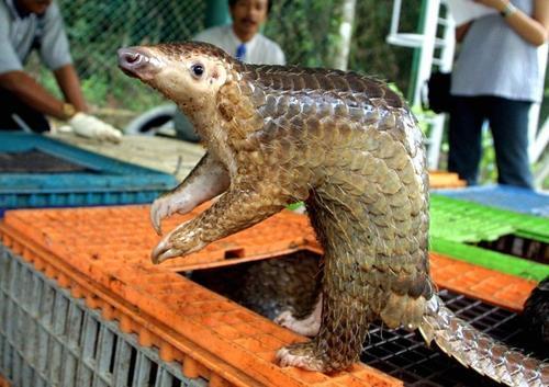 关于穿山甲的科学手抄报身边的科学手抄报