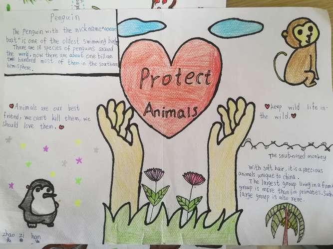 保护野生动物抗击疫情英语手抄报保护动物手抄报