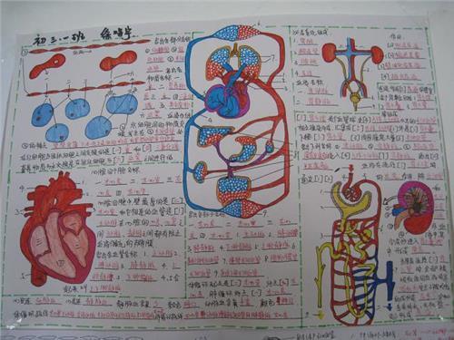 初中7年级生物手抄报 生物手抄报-