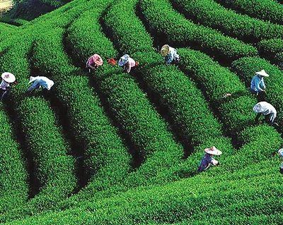 采茶制作过程手抄报制作手抄报 采茶制作过程手抄报制作手抄报