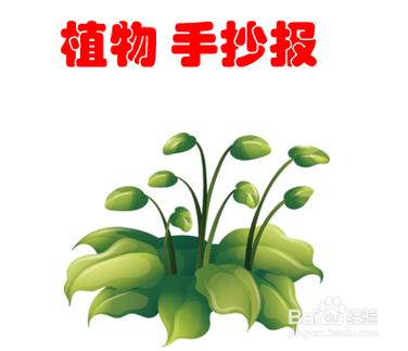 关于植物的手抄报