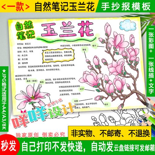 玉兰花植物生长日记小报黑白线描涂色空白学生自然笔记手抄报模板