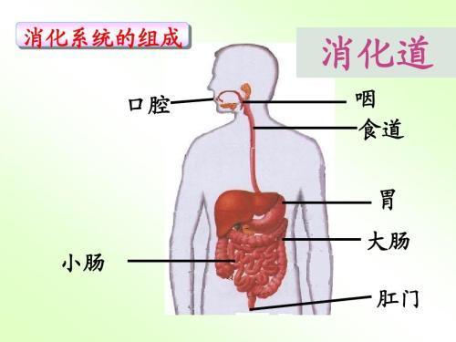 人体对食物的消化手抄报食物手抄报