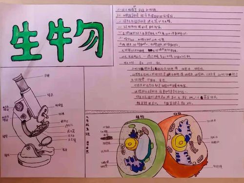 七年五班第一期生物手抄报:显微镜与细胞