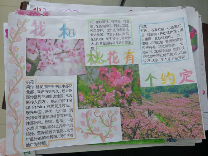 我和桃花有个约会 锡市芳草小学二年级优秀手抄报展