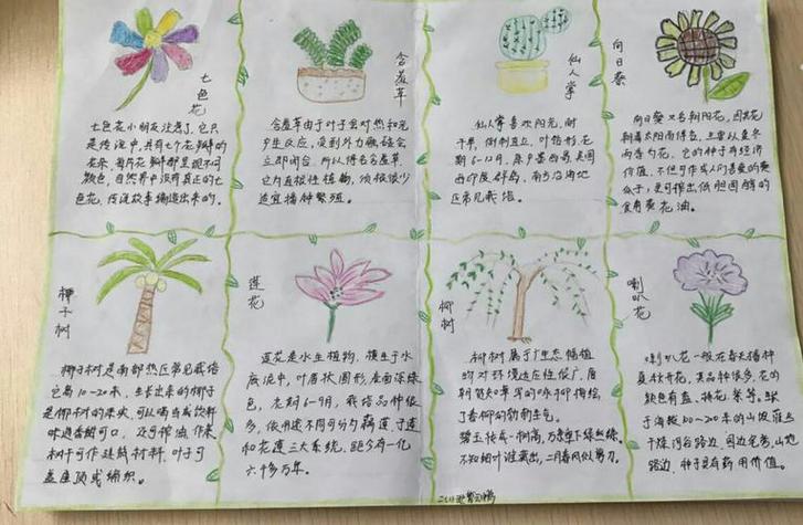 四年级植物手抄报植物手抄报
