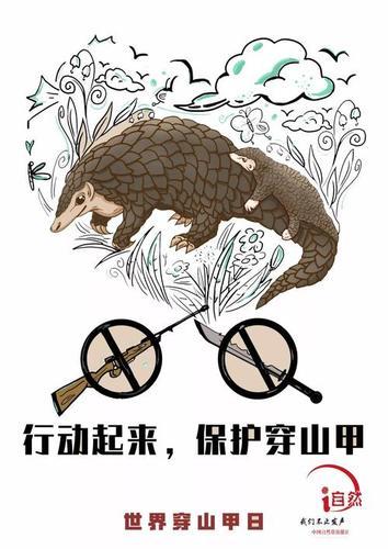 保护穿山甲的手抄报保护手抄报
