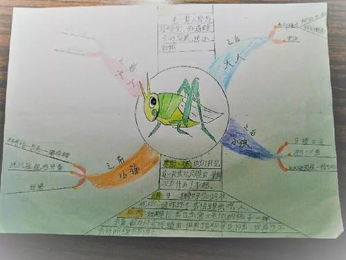 蝗虫思维导图手抄报英语导图手抄报