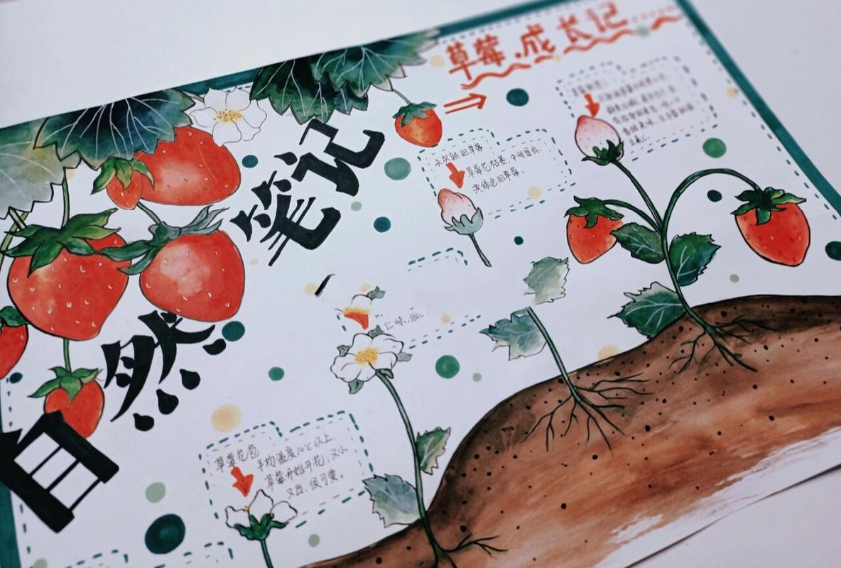 自然笔记 草莓成长记 小学生手抄报 学生作业78
