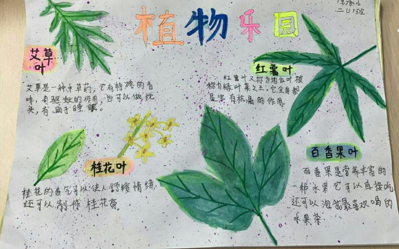 9月植物手抄报欣赏