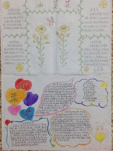 关于油菜花一生的科学手抄报