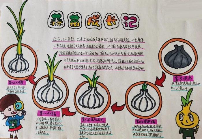 科学植物观察记录手抄报