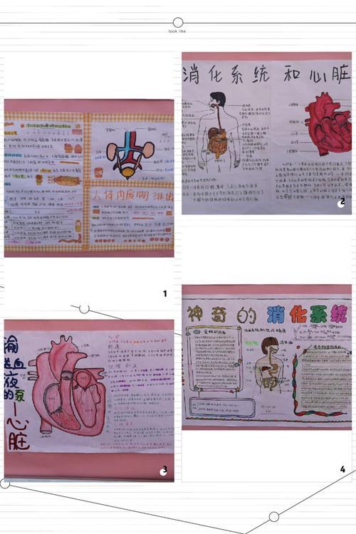 人体结构图内脏手抄报手抄报模板大全