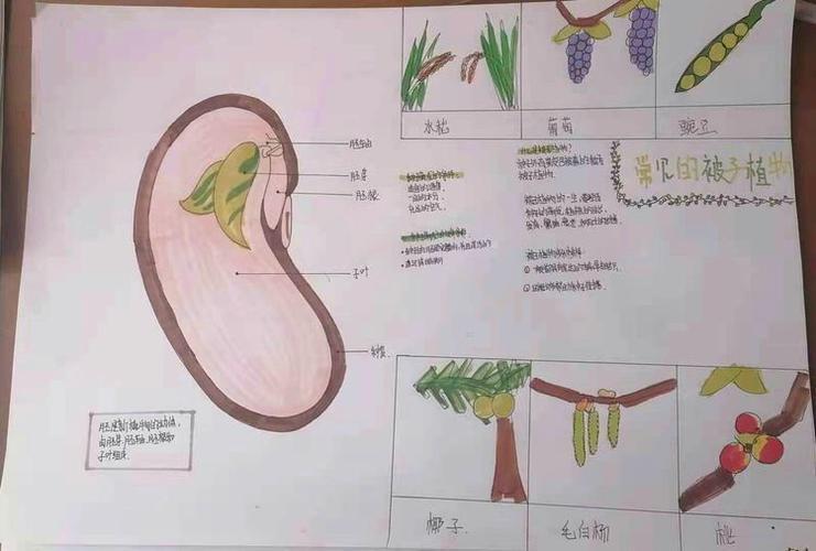 手抄报简单又好看花生的生长过程图片手抄报手抄报版面设计图大全花生