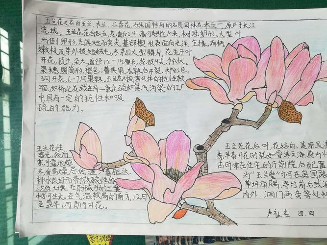 小学生白玉兰手抄报小学生手抄报