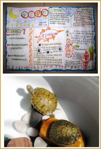 关于小乌龟的手抄报手抄报简单又漂亮