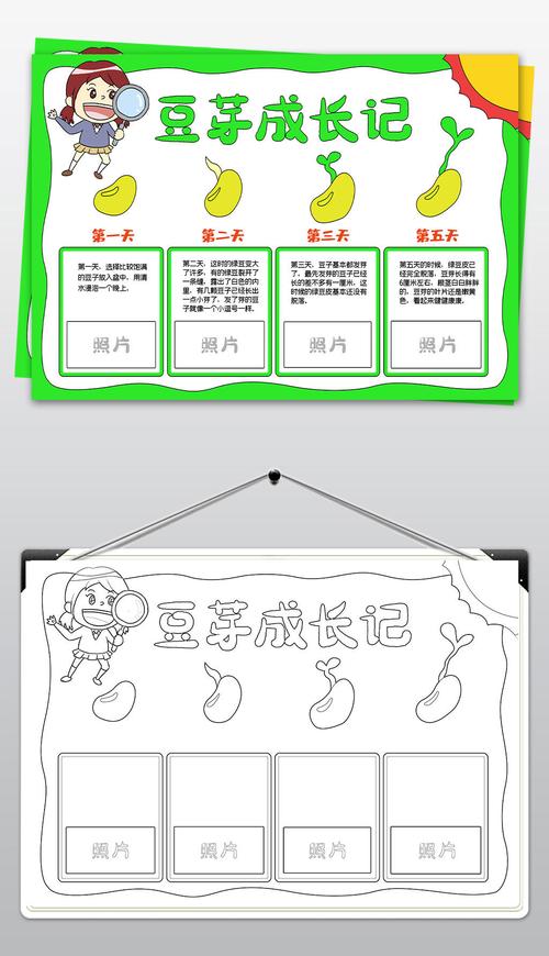 豆芽生长手抄报植物小报生物手抄报模板