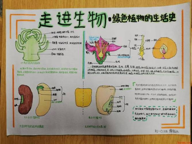 保护生态环境探索生命奥秘初一级学生生物手抄报