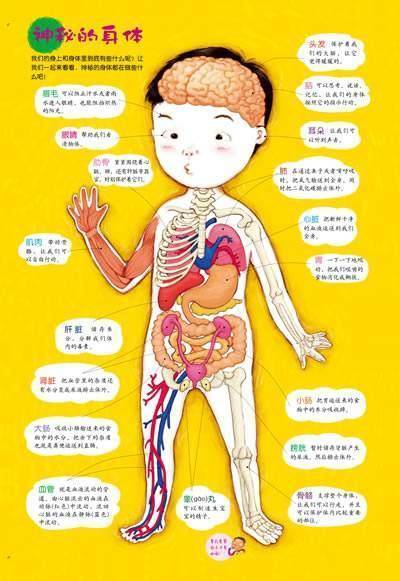 人体器官简图结构图手抄报手抄报简单又好看