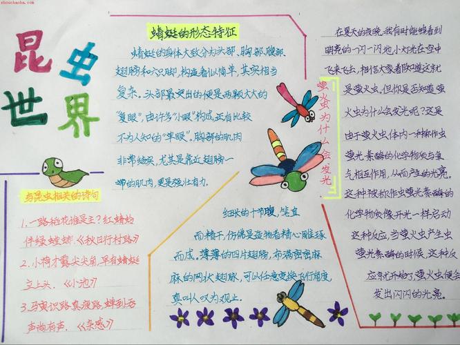 有关于昆虫种类知识资料手抄报图片大全集