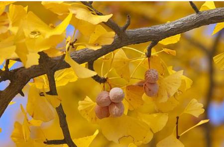 银杏水杉活化石手抄报手抄报版面设计图