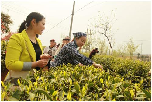 从种植到采茶农业手抄报手抄报版面设计图 从种植到采茶农业手抄报手抄报版面设计图