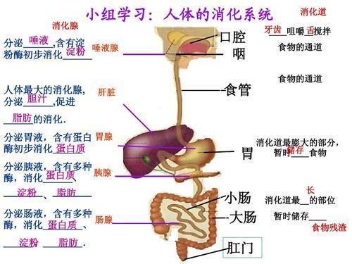 路线图手抄报食物手抄报动物趣闻手抄报图片大全食物的消化过程手抄报