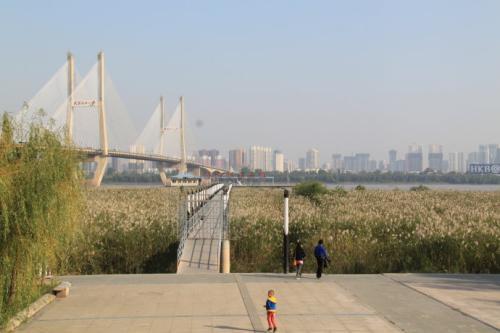 汉口江滩芦苇手抄报手抄报图片大全集