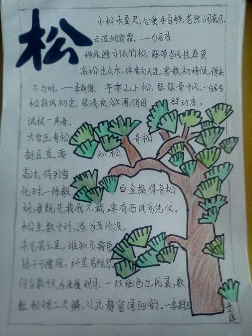 二年级关于松树简单的手抄报二年级简单手抄报