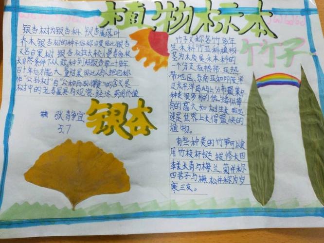 这位同学 巧妙地利用两种叶子 做了份手抄报 没有做不到 只有想不到啊