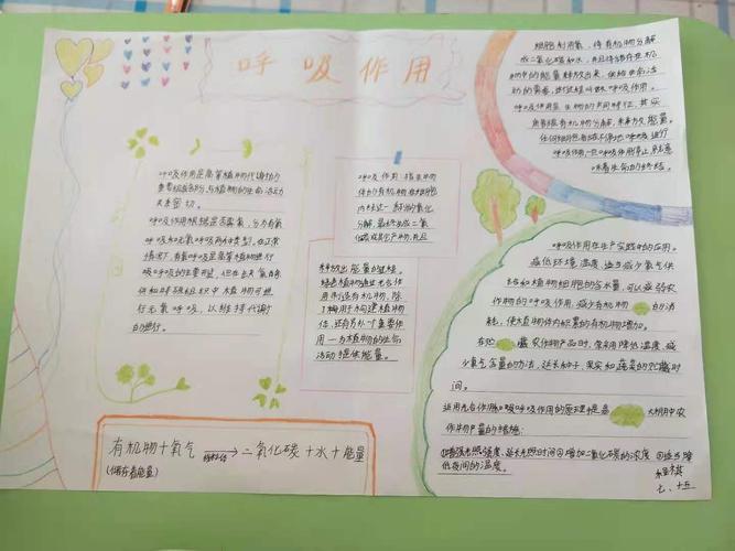 小学生呼吸与消化手抄报小学生手抄报