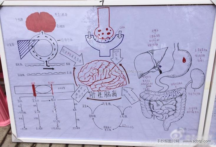 医学主题手抄报