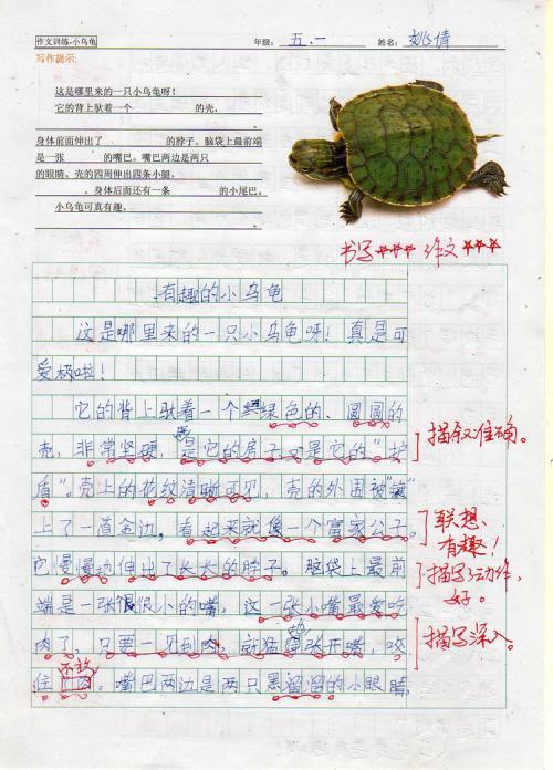 乌龟的生长变化手抄报党的生日手抄报