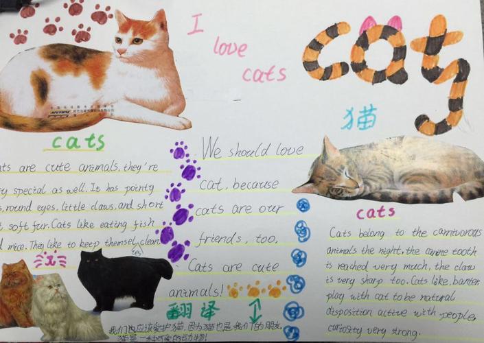 关于猫的手抄报ilovecatpaperhandwriting