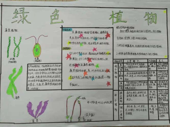 七年十五班生物第二期手抄报 写美篇光合作用实质绿色植物通过叶绿体