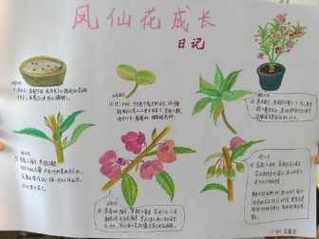 给植物做一份手抄报 植物园手抄报