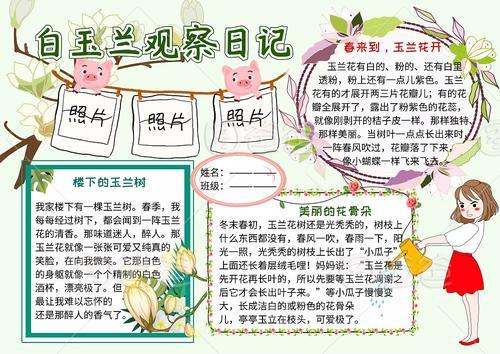 白玉兰观察日记动植物小报小学生手抄报