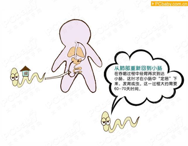 蛔虫预防手抄报